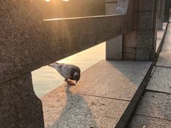 -海珠湖公园