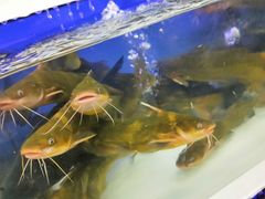 -盒马鲜生(大成店)