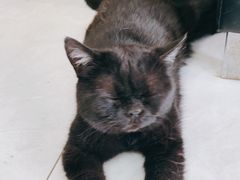 -中农大我爱我爱动物医院·核磁CT·猫病·24小时夜诊中心(石佛营店)