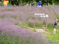 -大塘金香草谷