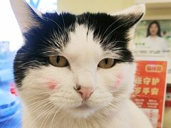 -悦宠凯宝动物医院·牙科·皮肤科(朝阳北路店)