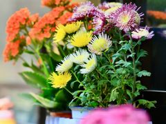 -三忘湖 SWANSEEN(柳荫公园店)