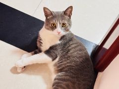 -天使宠物医院·犬猫分诊(彩虹店)