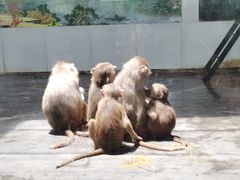 -西安秦岭野生动物园