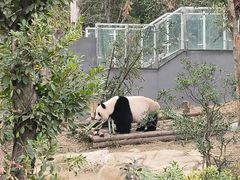 -成都大熊猫繁育研究基地