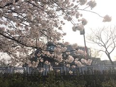-嘉定紫藤园