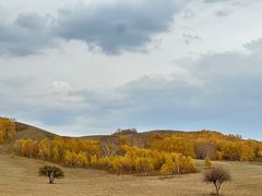 -乌兰布统景区-白桦林