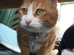 -Sirena海妖日咖夜酒