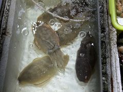 -霞涌市场海鲜摆卖区