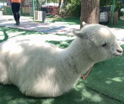 -萌宠亲子动物乐园(槐房万达店)