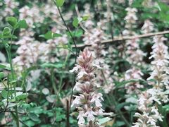 -上海佘山国家森林公园天马山园