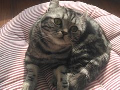 -团子家猫咪猫咖馆·柯基·柯尔鸭