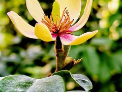 -国家植物园南园