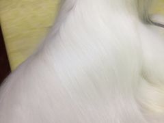 -瑞派名望24h动物医院异宠专科·猫专科·骨科·重症监护分院