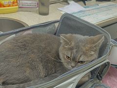 -动物缘宠物医院·骨科·猫科(西二环店)