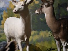 -陕西自然博物馆