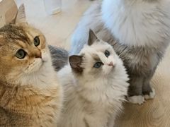 -有喵·猫咖·狗咖·30几只猫10只小狗(岗厦店)