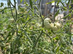 -庞各庄翠芳园西瓜蔬菜基地采摘园