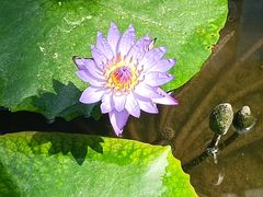 -国家植物园南园