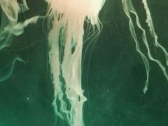 -左海海底世界