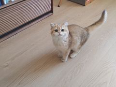 -猫十亿·布偶金渐层·曼基康矮脚猫舍(青年路店)