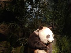 -四川大学博物馆