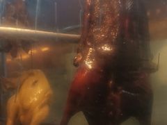 -一乐烧鹅(中环店)