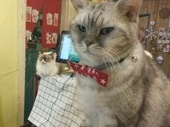 -猫色咖啡·猫咖