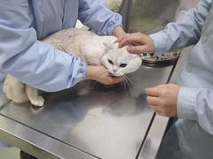 -汪喵宠物医院·骨科心脏影像·犬猫急重症ICU诊疗中心(成华分院)