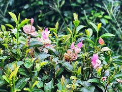 -龙坞茶村