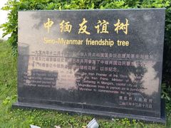 -中缅友谊树