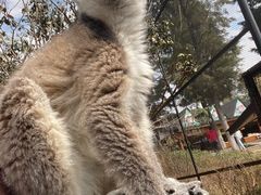 -云南野生动物园