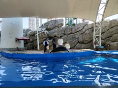 -芜湖新华联大白鲸海洋公园