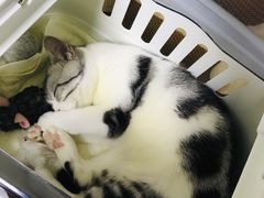 -申普宠物医院·心脏介入·心血管微创(总院)