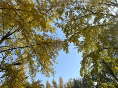 -三里屯东五街银杏大道