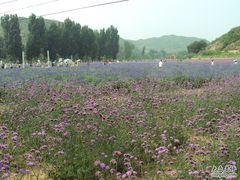 -紫海香堤香草艺术庄园