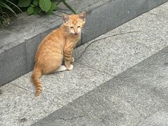 -七爷清汤腩·港式餐厅(金狮广场店)