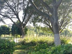 -东莞植物园