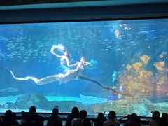 -海合安成都极地海洋公园
