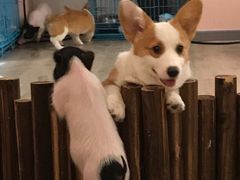 -浣熊柯尔鸭土拨鼠·电玩咖