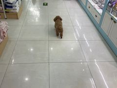 -翊宠yipet猫狗购宠庄园犬舍•猫舍