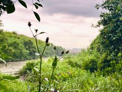 -福田红树林生态公园