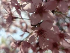 -古柏渡丰乐樱花园