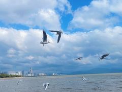 -深圳湾公园(南山区)