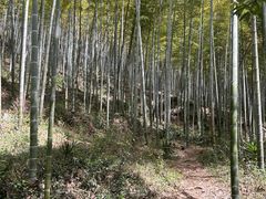 -上海佘山国家森林公园天马山园