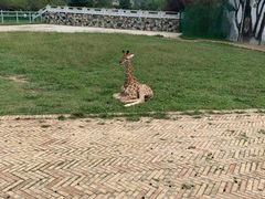 -贵州森林野生动物园
