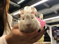 -钓仓鼠(洋桥北里小区店)