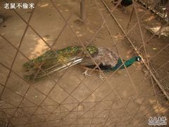 -罔极寺