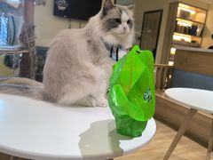 -滚猫咖啡·猫咖·猫友好撸猫(未来城店)