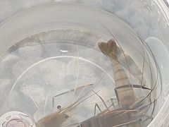 -DGE季风钓虾营地·团建·聚会